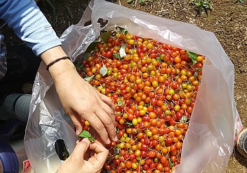 마산교구 장암공소에 계시는 황태웅 요셉신부님께 인사도 드리고 보리수를 열매를 따서 다듬고 있습니다.